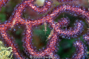 Shrimp farm, shot with nikon D70s and 105mm macro by Simon Gardener 